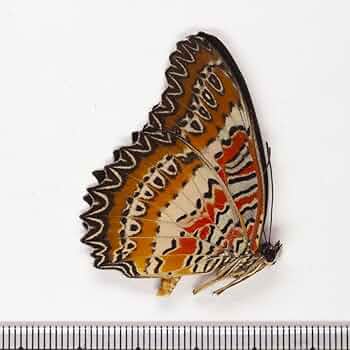 カーニバル、昆虫標本1 プラ封入昆虫標本 A